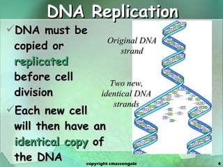 DNA Replication DNA must be copied or  replicated  before cell division  Each new cell will then have an  identical copy  of the DNA Original DNA strand Two new, identical DNA strands copyright cmassengale 