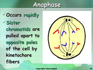 Anaphase Occurs  rapidly Sister chromatids  are pulled apart to  opposite poles  of the cell by kinetochore fibers copyright cmassengale 