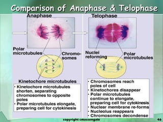 Comparison of Anaphase & Telophase copyright cmassengale 