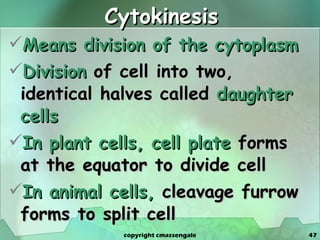 Cytokinesis Means division of the cytoplasm Division  of cell into two, identical halves called  daughter cells In plant cells, cell plate  forms at the equator to divide cell In animal cells,  cleavage furrow forms to split cell copyright cmassengale 