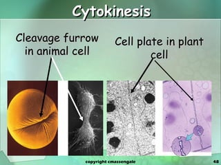 Cytokinesis Cleavage furrow in animal cell Cell plate in plant cell copyright cmassengale 