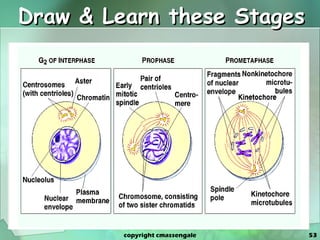 Draw & Learn these Stages copyright cmassengale 