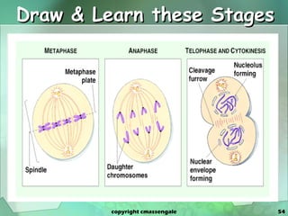 Draw & Learn these Stages copyright cmassengale 