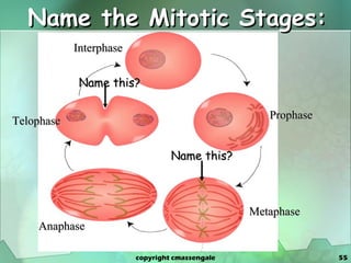 Name the Mitotic Stages: Interphase Prophase Metaphase Anaphase Telophase Name this? Name this? copyright cmassengale 