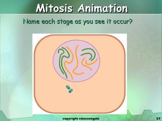 Mitosis Animation Name each stage as you see it occur? copyright cmassengale 