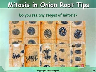 Mitosis in Onion Root Tips Do you see any stages of mitosis? copyright cmassengale 