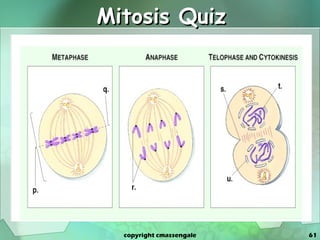 Mitosis Quiz copyright cmassengale 