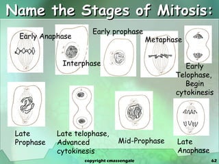 Name the Stages of Mitosis: Interphase Early prophase Mid-Prophase Late Prophase Metaphase Late Anaphase Early Anaphase Early Telophase,  Begin cytokinesis Late telophase,  Advanced cytokinesis copyright cmassengale 