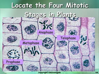 Locate the Four Mitotic Stages in Plants Metaphase Prophase Anaphase Telophase copyright cmassengale 
