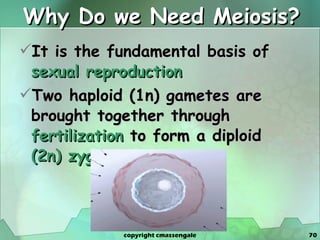 Why Do we Need Meiosis? It is the fundamental basis of  sexual reproduction Two haploid (1n) gametes are brought together through  fertilization  to form a diploid  (2n) zygote   copyright cmassengale 