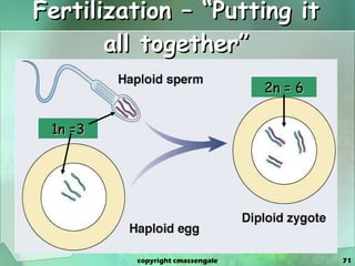 Fertilization – “Putting it all together” 1n =3 2n = 6 copyright cmassengale 