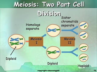 Meiosis: Two Part Cell Division Homologs separate Sister  chromatids separate Diploid Diploid Haploid copyright cmassengale Meiosis  I Meiosis II 