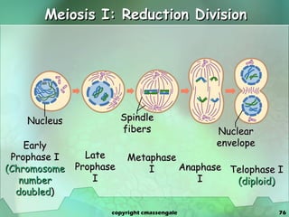 Meiosis I: Reduction Division Early Prophase I (Chromosome number doubled ) Late Prophase I Metaphase I Anaphase I Telophase I  (diploid) copyright cmassengale Nucleus Spindle fibers Nuclear envelope 