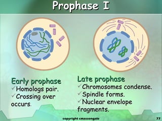 Prophase I   Early prophase Homologs pair. Crossing over occurs . Late prophase Chromosomes condense. Spindle forms. Nuclear envelope fragments. copyright cmassengale 