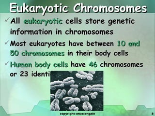 Eukaryotic Chromosomes All  eukaryotic  cells store genetic information in chromosomes Most eukaryotes have between  10 and 50 chromosomes  in their body cells Human body cells  have  46  chromosomes or 23 identical pairs copyright cmassengale 