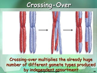 Crossing-Over Crossing-over multiplies the already huge number of different gamete types produced by independent assortment copyright cmassengale 