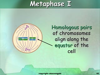 Metaphase I Homologous pairs  of chromosomes align along the  equator  of the cell copyright cmassengale 
