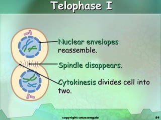 Telophase I Nuclear envelopes  reassemble. Spindle disappears. Cytokinesis  divides cell into two. copyright cmassengale 