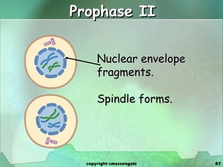 Prophase II Nuclear envelope fragments. Spindle forms. copyright cmassengale 