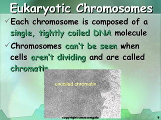 Eukaryotic Chromosomes Each chromosome is composed of a  single,   tightly coiled DNA  molecule Chromosomes  can’t be seen  when cells  aren’t dividing   and are called  chromatin copyright cmassengale 