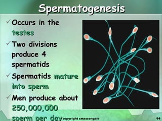 Spermatogenesis Occurs in the  testes Two divisions produce 4 spermatids Spermatids  mature into sperm Men produce about  250,000,000 sperm per day copyright cmassengale 