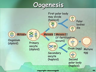 Oogenesis copyright cmassengale Oogonium (diploid) Mitosis Primary oocyte (diploid) Meiosis I Secondary oocyte (haploid) Meiosis II (if fertilization occurs) First polar body may divide  (haploid) Polar bodies die Ovum (egg) Second polar body (haploid) a A X X a X A X a X a X Mature egg A X A X 
