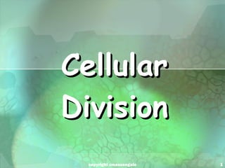 Cellular Division copyright cmassengale 
