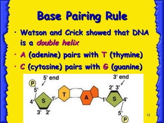 Base Pairing Rule Watson and Crick showed that DNA is a  double helix A  (adenine) pairs with  T  (thymine) C  (cytosine) pairs with  G  (guanine) 
