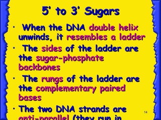 5’ to 3’ Sugars When the DNA  double helix  unwinds, it  resembles a ladder The  sides  of the ladder are the  sugar-phosphate backbones The  rungs  of the ladder are the  complementary paired bases The two DNA strands are  anti-parallel  (they run in opposite directions) . 