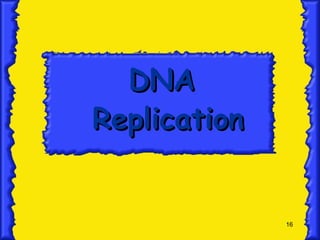 DNA  Replication 