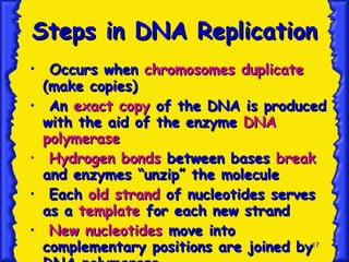 Steps in DNA Replication Occurs when  chromosomes duplicate  (make copies) An  exact copy  of the DNA is produced with the aid of the enzyme  DNA polymerase Hydrogen bonds  between bases  break  and enzymes “unzip” the molecule Each  old strand  of nucleotides serves as a  template  for each new strand New nucleotides  move into complementary positions are joined by DNA polymerase 
