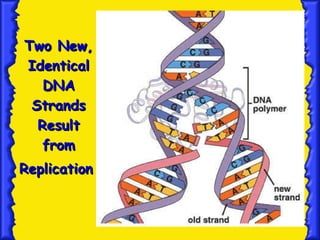 Two New, Identical DNA Strands Result from Replication   