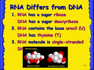 RNA Differs from DNA 1. RNA  has a sugar  ribose DNA  has a sugar  deoxyribose 2. RNA  contains the base  uracil (U) DNA  has  thymine (T) 3. RNA  molecule is  single-stranded DNA  is  double-stranded 