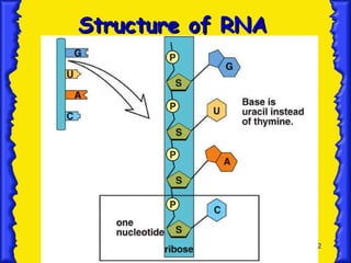 Structure of RNA 