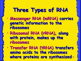 Three Types of RNA Messenger RNA (mRNA)   carries genetic information to the ribosomes Ribosomal RNA (rRNA) ,   along with protein, makes up the  ribosomes Transfer RNA (tRNA)   transfers amino acids to the ribosomes where proteins are synthesized .  