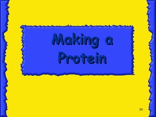 Making a Protein 