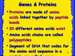 Genes & Proteins Proteins  are made of  amino acids  linked together by  peptide bonds 20  different amino acids  exist Amino acids chains are called  polypeptides Segment of DNA that codes for the amino acid sequence in a protein are called  genes 