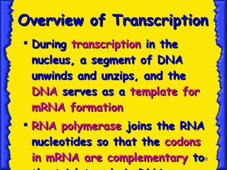 Overview of Transcription During  transcription  in the nucleus, a segment of DNA unwinds and unzips, and the  DNA  serves as a  template for mRNA formation RNA polymerase  joins the RNA nucleotides so that the  codons in mRNA are complementary  to the triplet code in DNA 