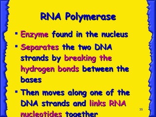 RNA Polymerase Enzyme  found in the nucleus Separates  the two DNA strands by  breaking the hydrogen bonds  between the bases Then moves along one of the DNA strands and  links RNA nucleotides  together 