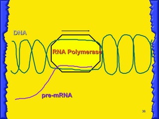 DNA pre-mRNA RNA Polymerase 