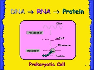 DNA     RNA     Protein Prokaryotic Cell Transcription Translation DNA mRNA Ribosome Protein 