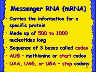 Messenger RNA (mRNA) Carries the information for a specific protein Made up of  500 to 1000  nucleotides long Sequence of 3 bases called  codon AUG  – methionine or  start  codon UAA, UAG, or UGA  –  stop  codons 