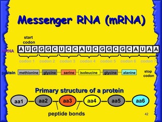 Messenger RNA (mRNA) methionine glycine serine isoleucine glycine alanine stop codon protein A U G G G C U C C A U C G G C G C A U A A mRNA start codon Primary structure of a protein aa1 aa2 aa3 aa4 aa5 aa6 peptide bonds codon 2 codon 3 codon 4 codon 5 codon 6 codon 7 codon 1 
