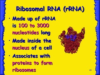Ribosomal RNA (rRNA) Made up of rRNA is  100 to 3000 nucleotides  long Made inside the  nucleus  of a cell Associates with  proteins to form ribosomes 