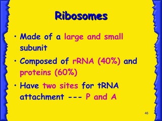 Ribosomes Made of a  large and small  subunit Composed of  rRNA (40%)  and  proteins (60%) Have  two sites  for tRNA attachment ---  P and A 