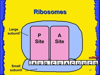 Ribosomes P Site A Site Large subunit Small subunit mRNA A U G C U A C U U C G 