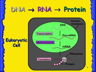 DNA     RNA     Protein Eukaryotic Cell Nuclear membrane Transcription RNA Processing Translation DNA Pre-mRNA mRNA Ribosome Protein 