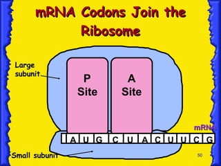 mRNA Codons Join the Ribosome P Site A Site Large subunit Small subunit mRNA A U G C U A C U U C G 