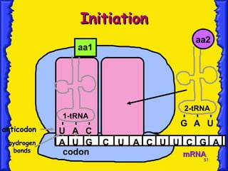 Initiation mRNA A U G C U A C U U C G A anticodon hydrogen bonds codon 2-tRNA G aa2 A U 1-tRNA U A C aa1 