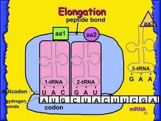 mRNA A U G C U A C U U C G 1-tRNA 2-tRNA U A C G aa1 aa2 A U A anticodon hydrogen bonds codon peptide bond Elongation 3-tRNA G A A aa3 
